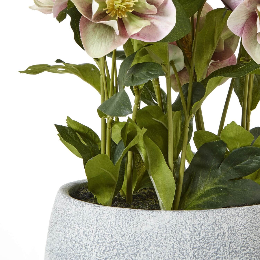 Lifelike faux hellebore plant with pink and white blooms in grey ceramic pot, perfect for home decor by Sostter at brixbailey.com