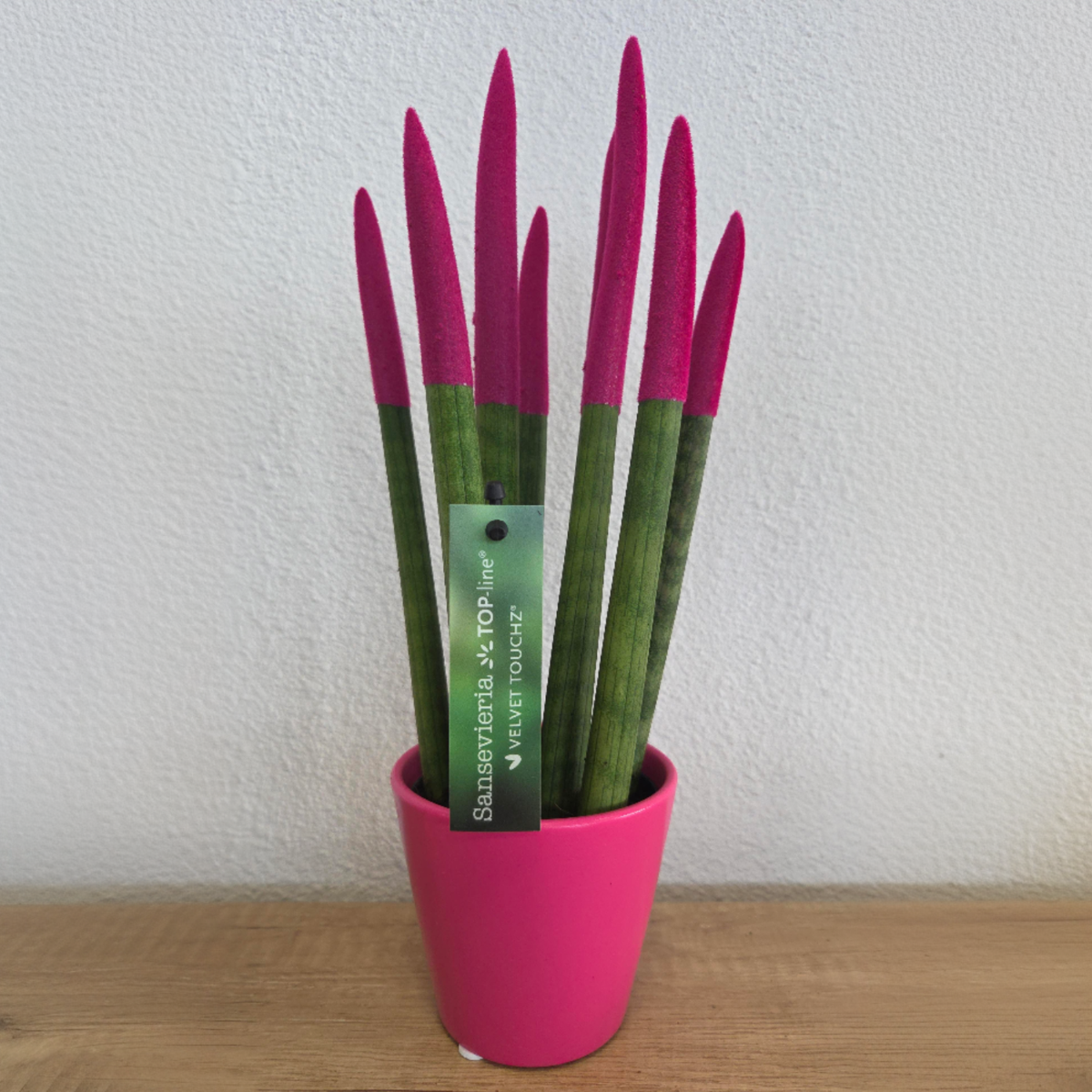 Snake Plant Velvet Touch - Sansevieria cylindrica - Height 20-40cm - ⌀9cm