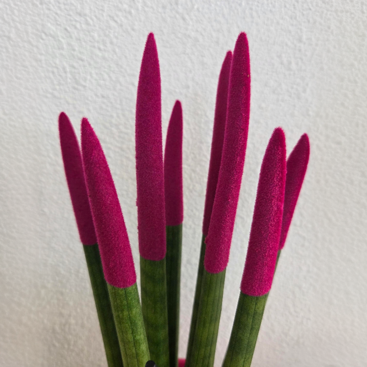 Snake Plant Velvet Touch - Sansevieria cylindrica - Height 20-40cm - ⌀9cm