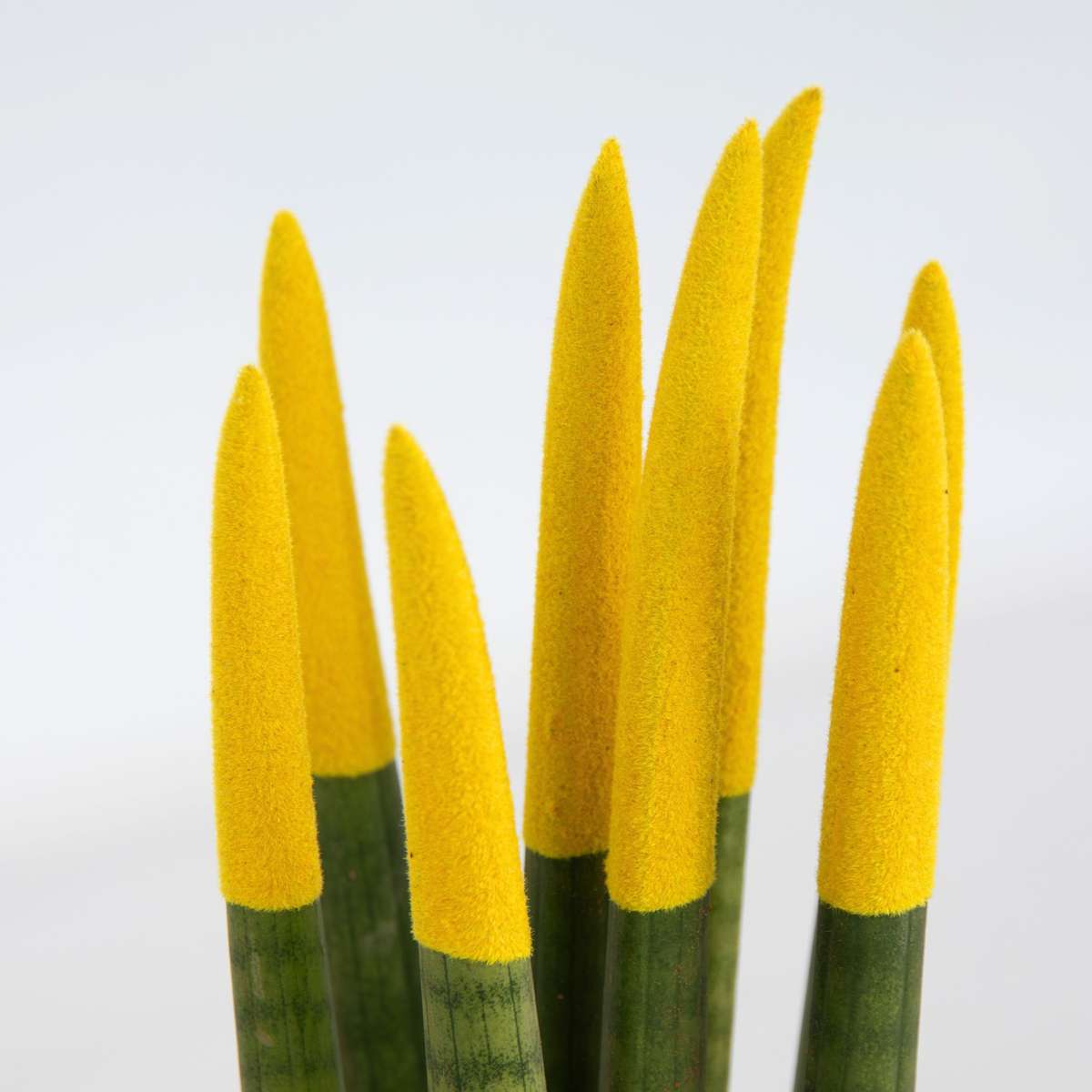 Snake Plant Velvet Touch - Sansevieria cylindrica - Height 20-40cm - ⌀9cm