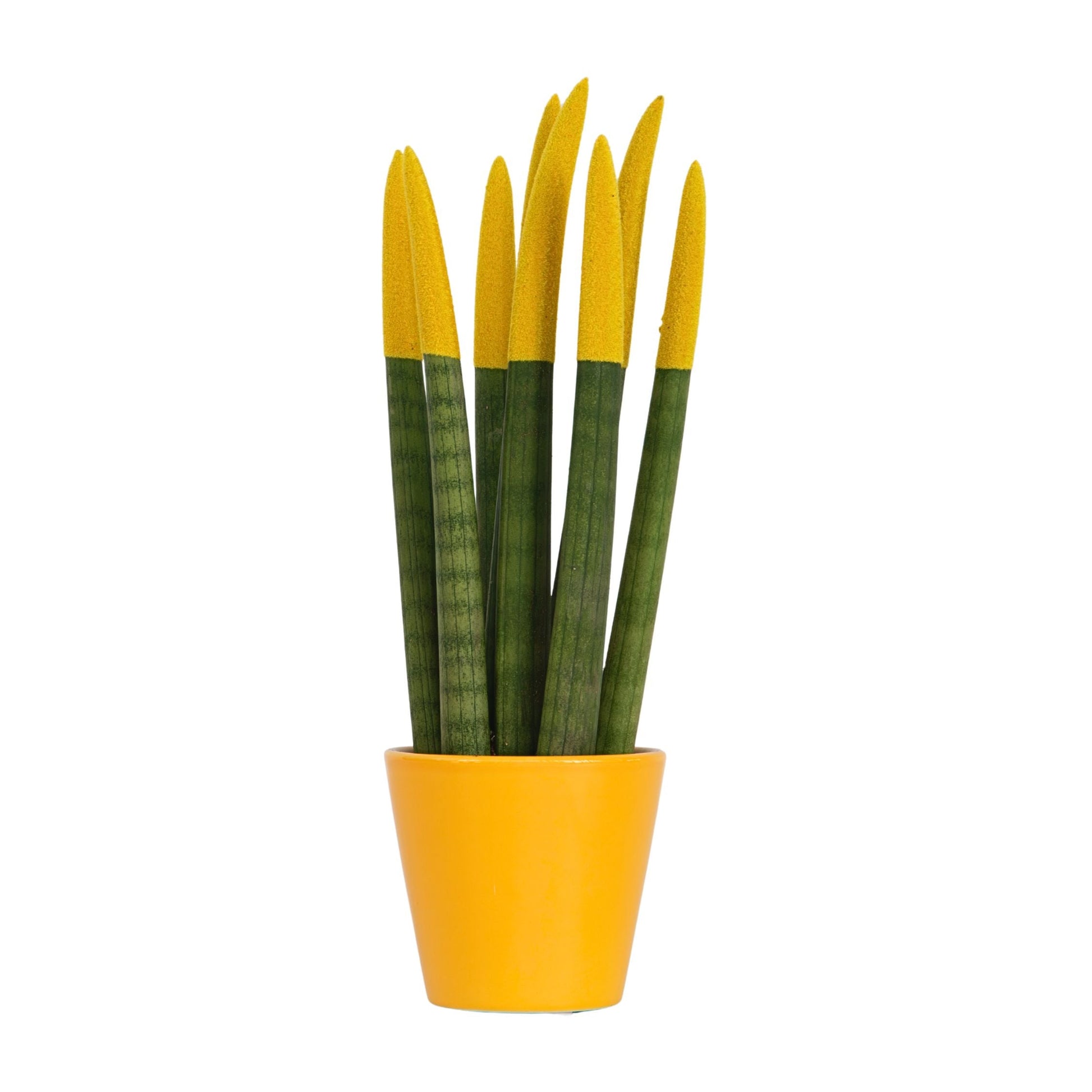 Snake Plant Velvet Touch - Sansevieria cylindrica - Height 20-40cm - ⌀9cm