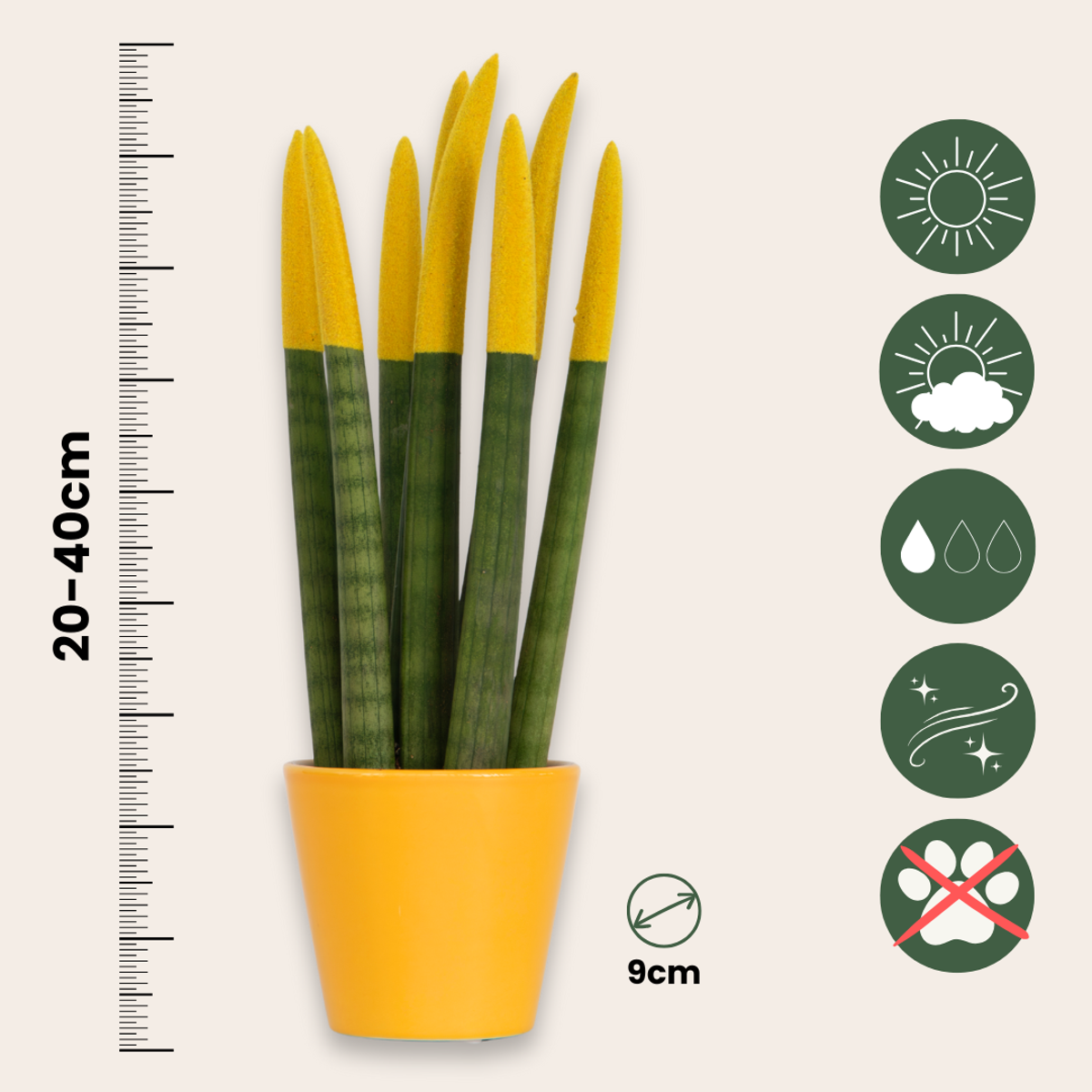 Snake Plant Velvet Touch - Sansevieria cylindrica - Height 20-40cm - ⌀9cm