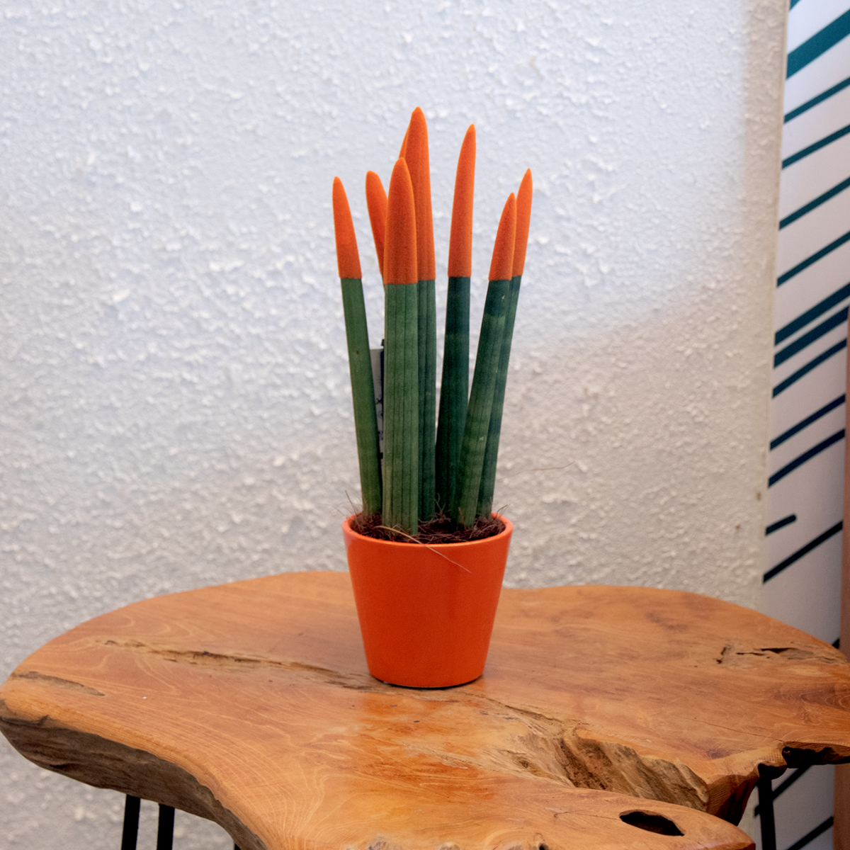 sansevieria velvet touch plants Snake Plant Velvet Touch 20 to 40cm – Sostter