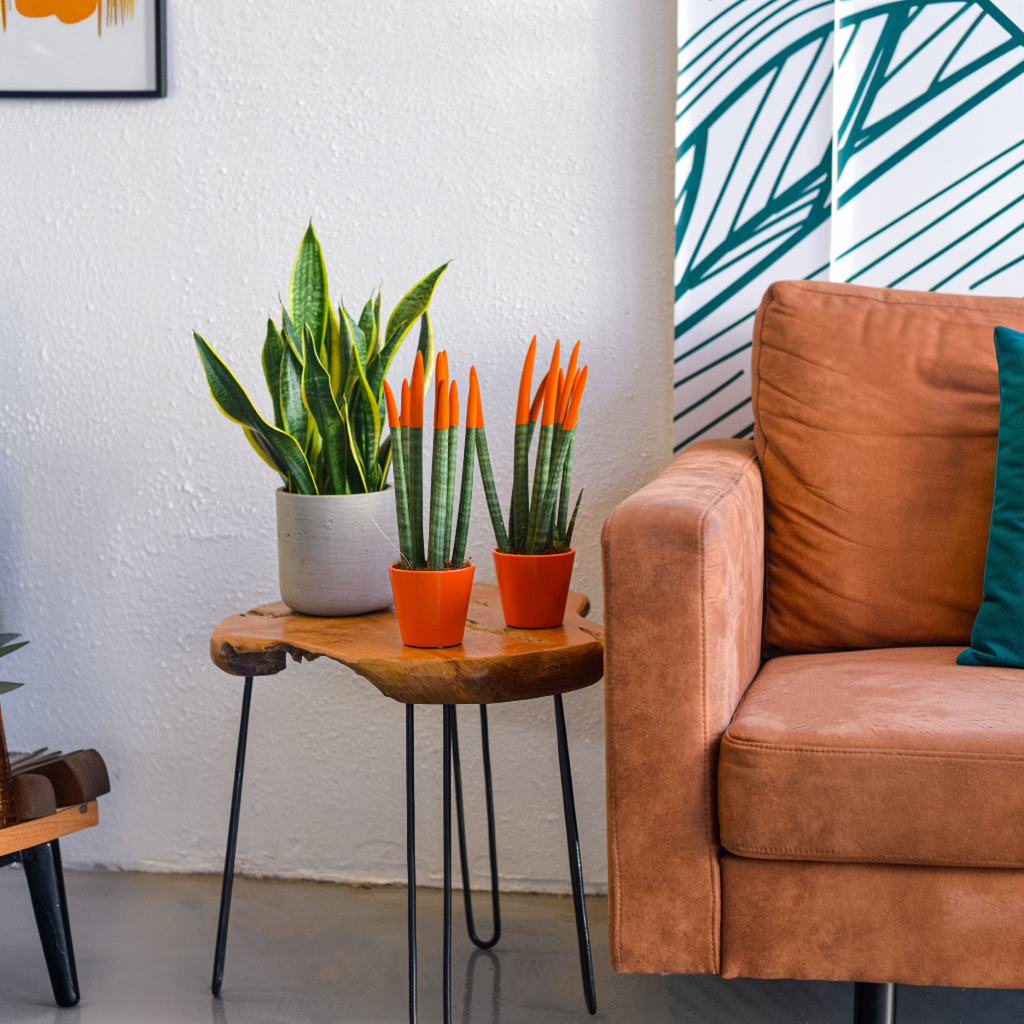 Snake Plant Velvet Touch - Sansevieria cylindrica - Height 20-40cm - ⌀9cm