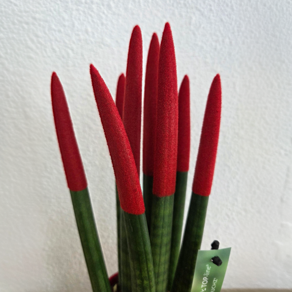 Snake Plant Velvet Touch - Sansevieria cylindrica - Height 20-40cm - ⌀9cm