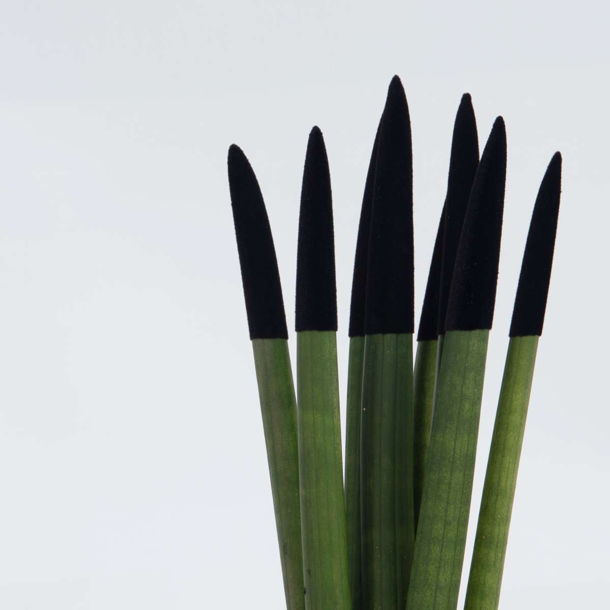Snake Plant Velvet Touch - Sansevieria cylindrica - Height 20-40cm - ⌀9cm