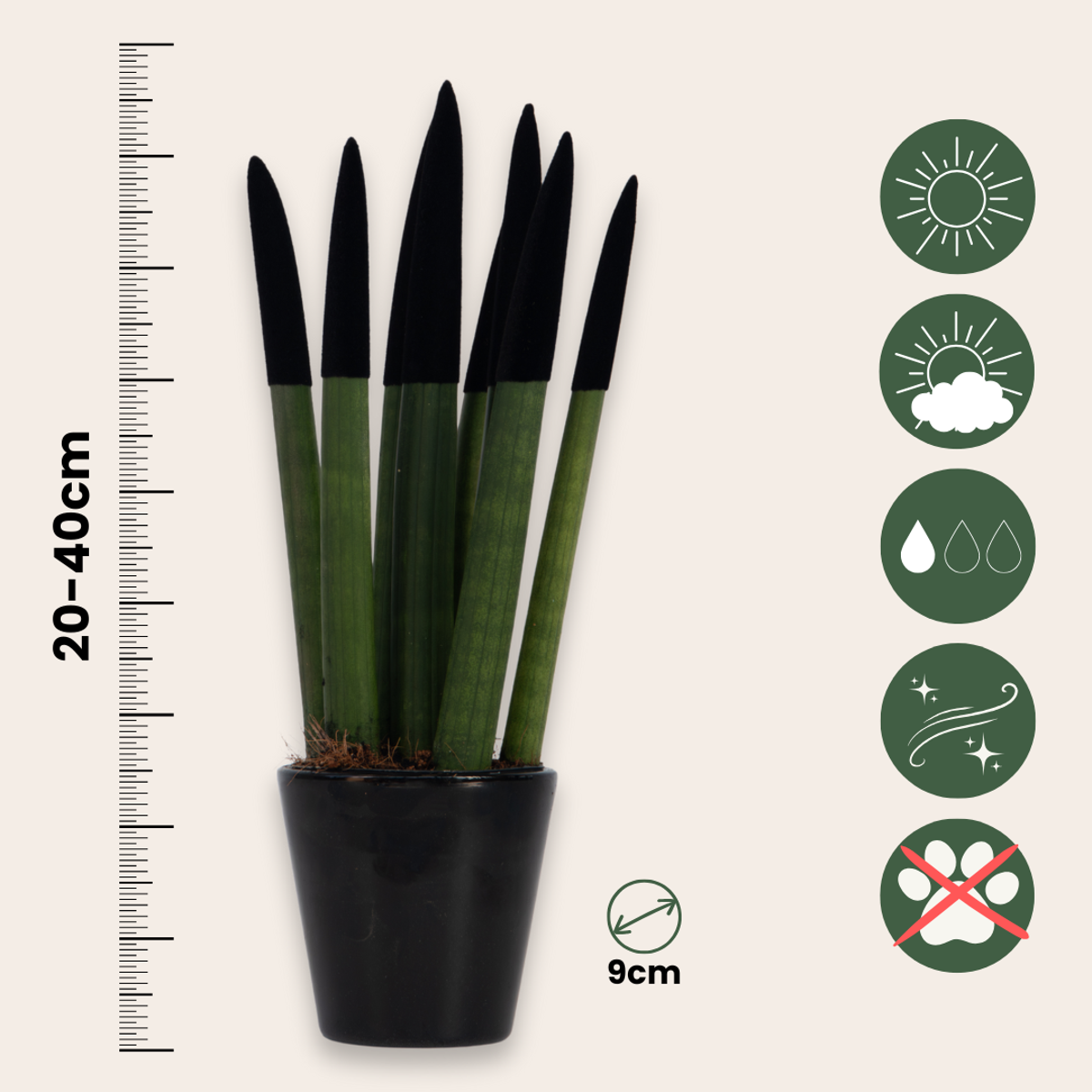 Snake Plant Velvet Touch - Sansevieria cylindrica - Height 20-40cm - ⌀9cm