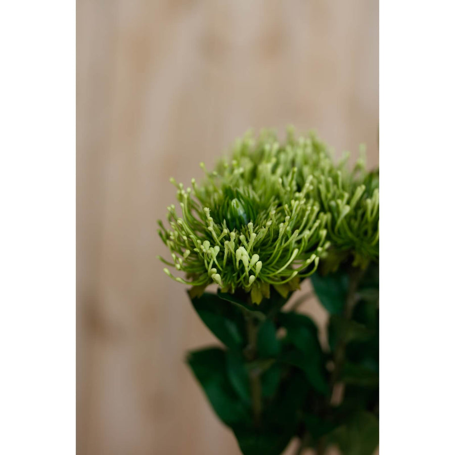 Lush green faux Protea stem with hyper-realistic pom-pom blooms, 73cm tall for elegant floral arrangements by Sostter at brixbailey.com