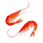 Oh So Bright Prawns Tea Towel