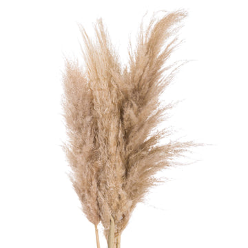 Hand-selected pampas grass stems in natural butter hue, soft feathery plumes, 110cm tall, home dÃ©cor accent by Sostter at brixbailey.com