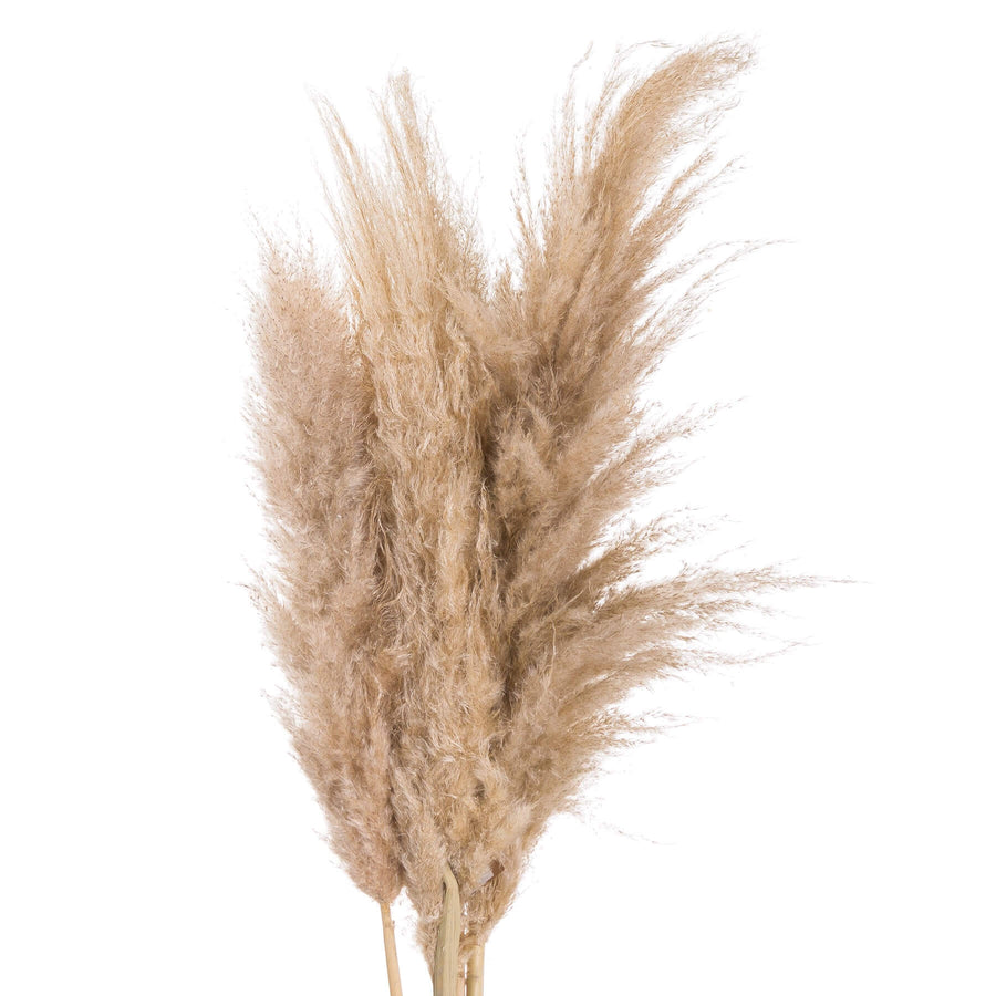 Hand-selected pampas grass stems in natural butter hue, soft feathery plumes, 110cm tall, home dÃ©cor accent by Sostter at brixbailey.com