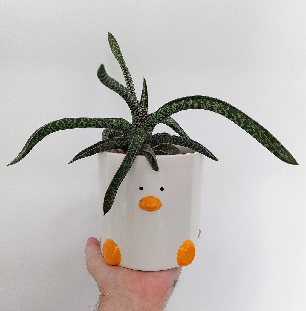 Duck Plant Pot (by Haus of Honk)
