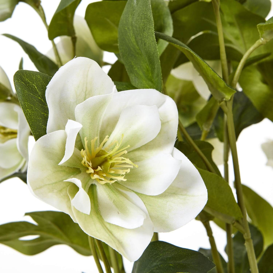 Lifelike faux Hellebore plant with white blooms in grey ceramic pot, perfect for home decor. by Sostter at brixbailey.com