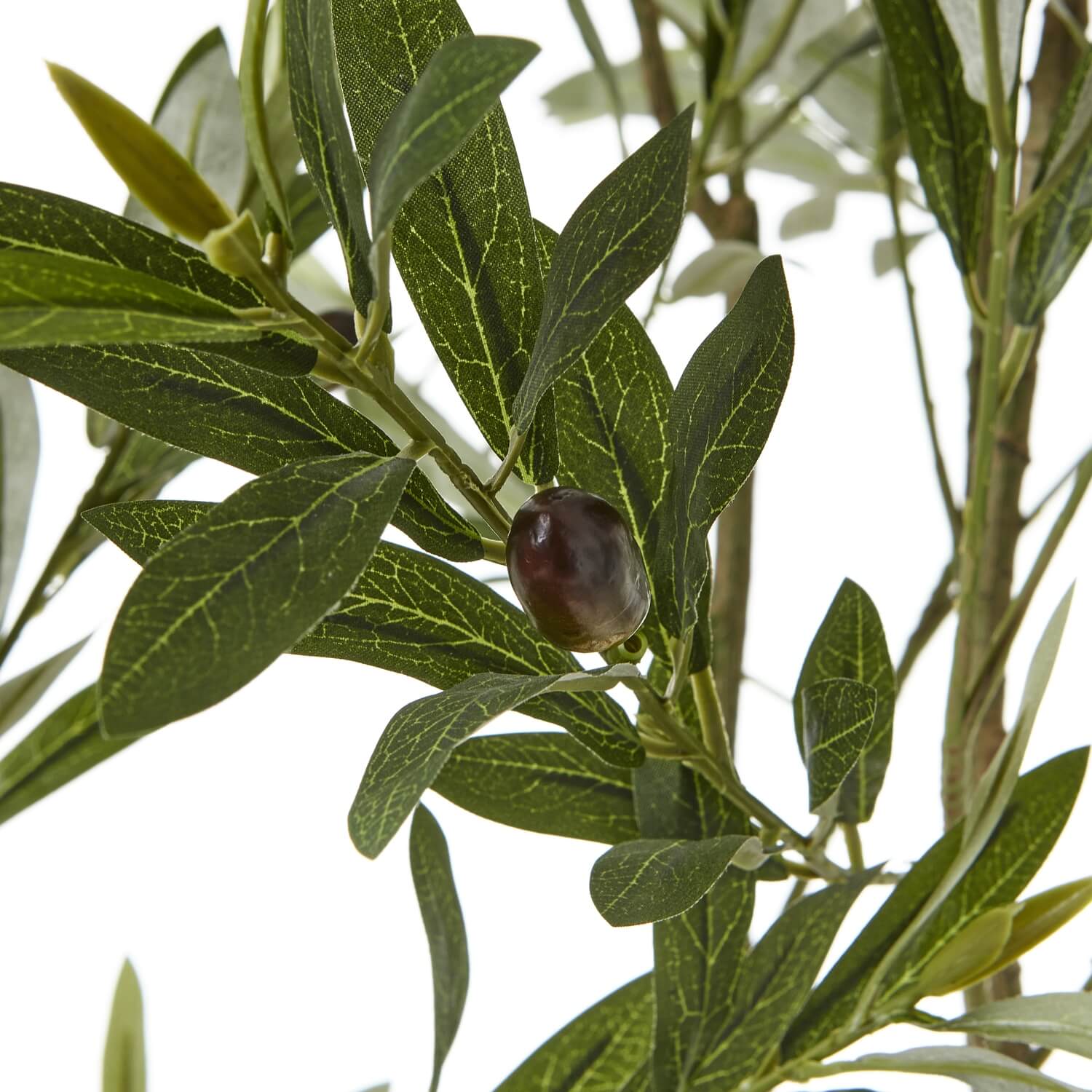 200cm lifelike Apulia olive tree in white pot with silvery-green leaves and textured brown trunk by RoomLondon at brixbailey.com