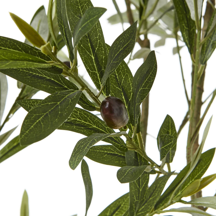 200cm lifelike Apulia olive tree in white pot with silvery-green leaves and textured brown trunk by Sostter at brixbailey.com