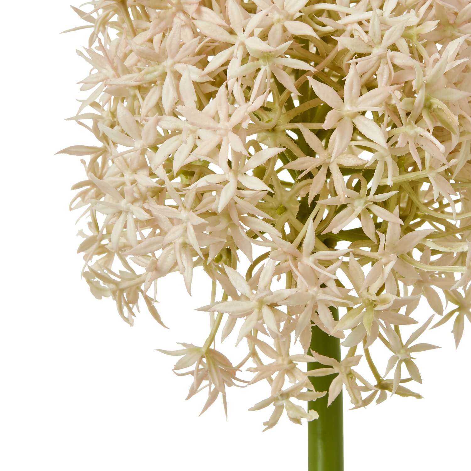 Pink medium allium stem with lifelike spherical bloom, soft pink and ivory florets, 80cm tall, for farmhouse or boho decor by Sostter at brixbailey.com