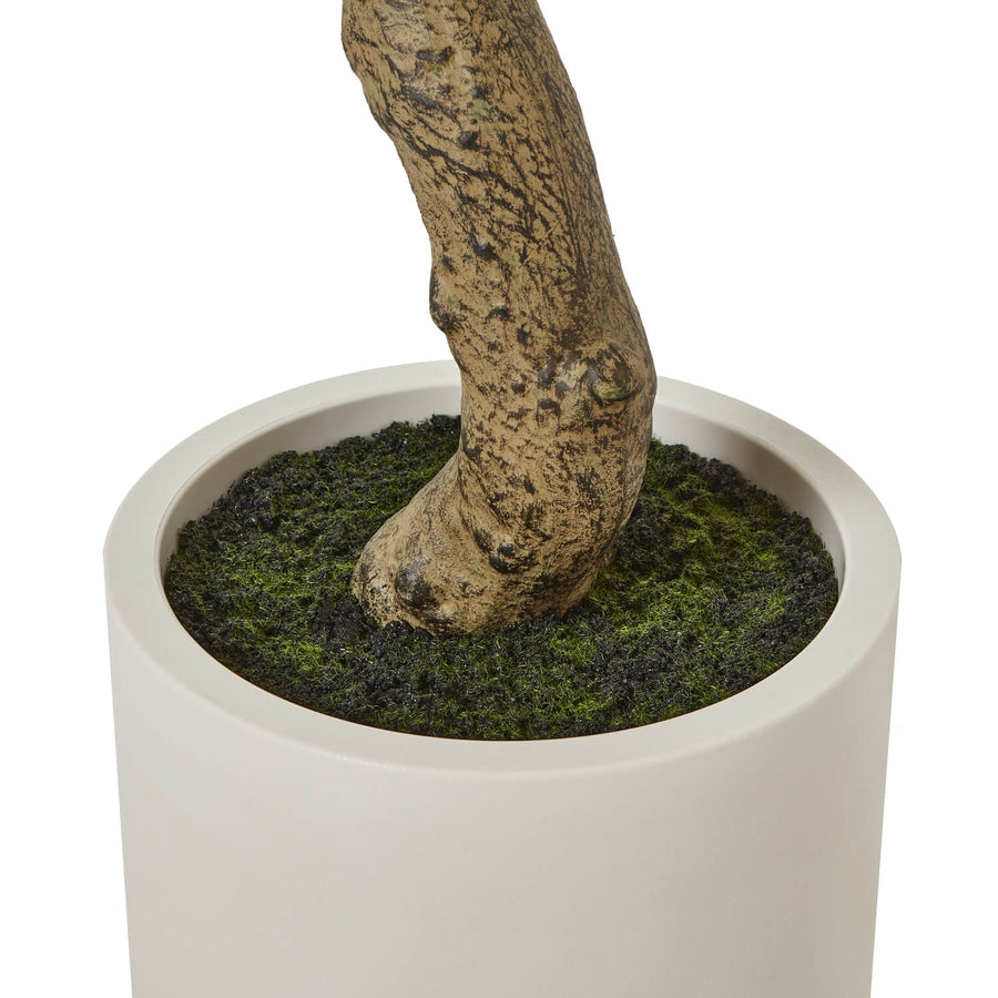 200cm lifelike Apulia olive tree in white pot with silvery-green leaves and textured brown trunk by Sostter at brixbailey.com