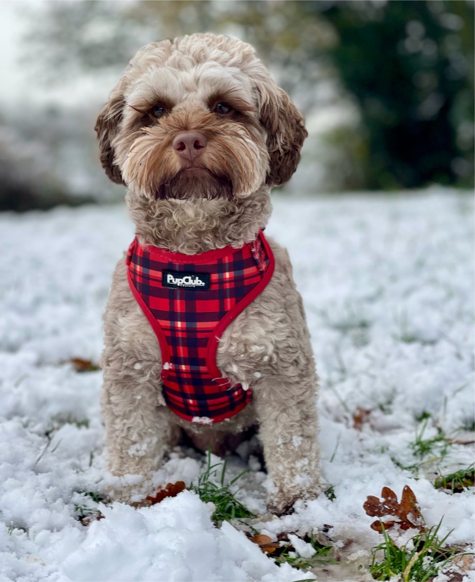 Adjustable Harness - Red Tartan