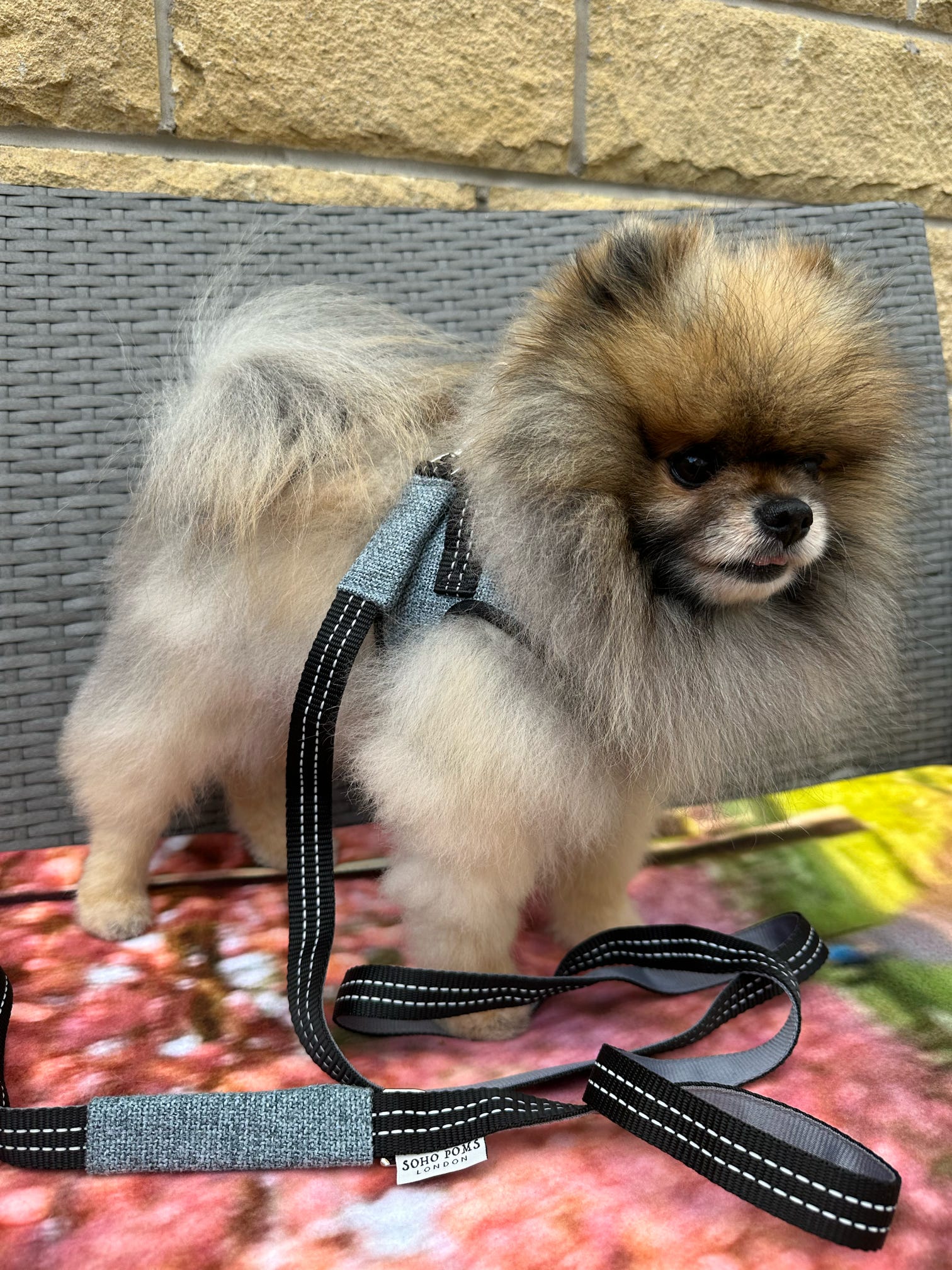 Soho Poms x Bowl & Bone Republic Dog Lead - Ocean