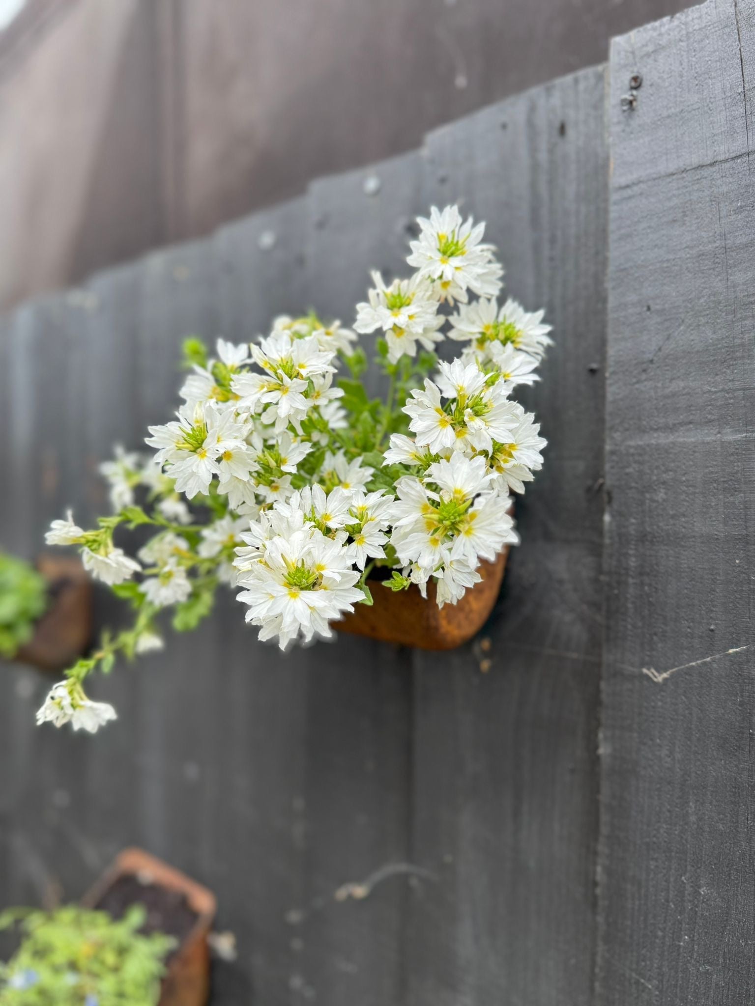 Vintage Rusty Metal Wall Mounted Planter / Herb Planter / Plant Pot Fence Decor