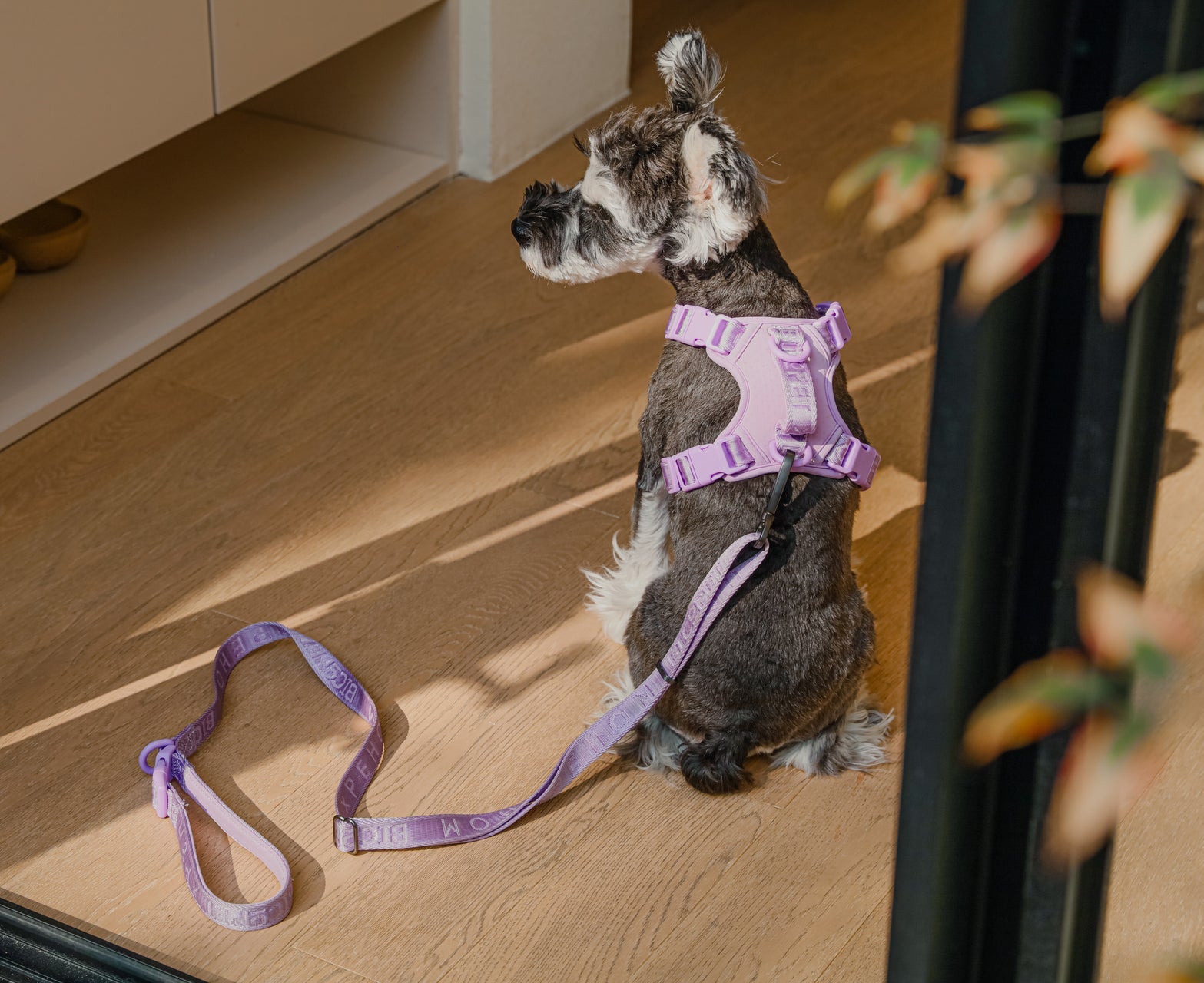 Padded Active Pet Leash in Mint Purple