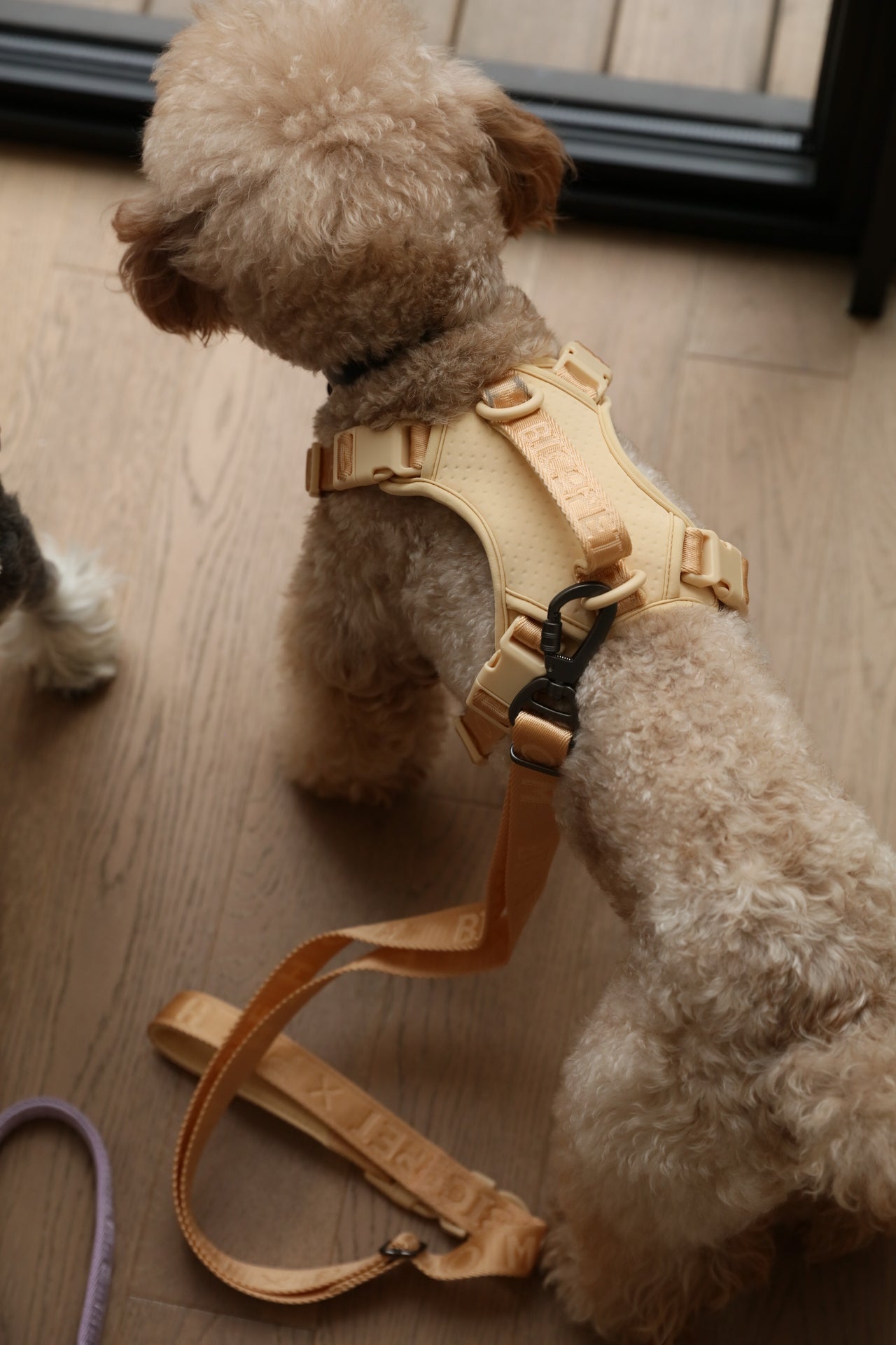 No Pull Active Pet Harness in Apricot