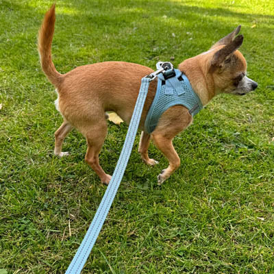 Reflective Baby Blue Webbing Lead 15mm for Small Dogs