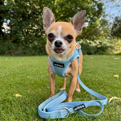 Tiny Trails Step In Air Mesh Puppy and Small Dog Harness Baby Blue
