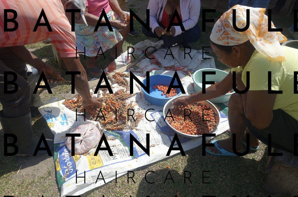 Pure Batana Oil  #1 Authentic Hair Growth & Repair Oil from Honduras