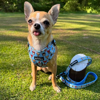 Blue Chihuahua Print Small Dog Lead 1.2m
