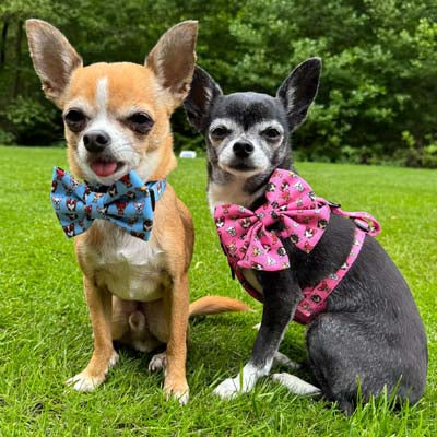 Signature Pink Sailor Bow for Chihuahuas and Small Dogs