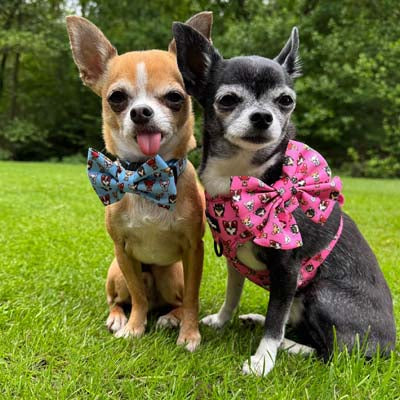 Signature Pink Sailor Bow for Chihuahuas and Small Dogs