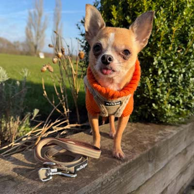 Step In Soft Touch Suede Faux Fur Lined Puppy and Small Dog Harness Caramel