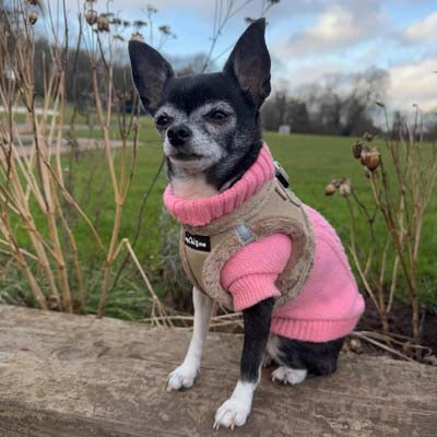 Step In Soft Touch Suede Faux Fur Lined Puppy and Small Dog Harness Caramel