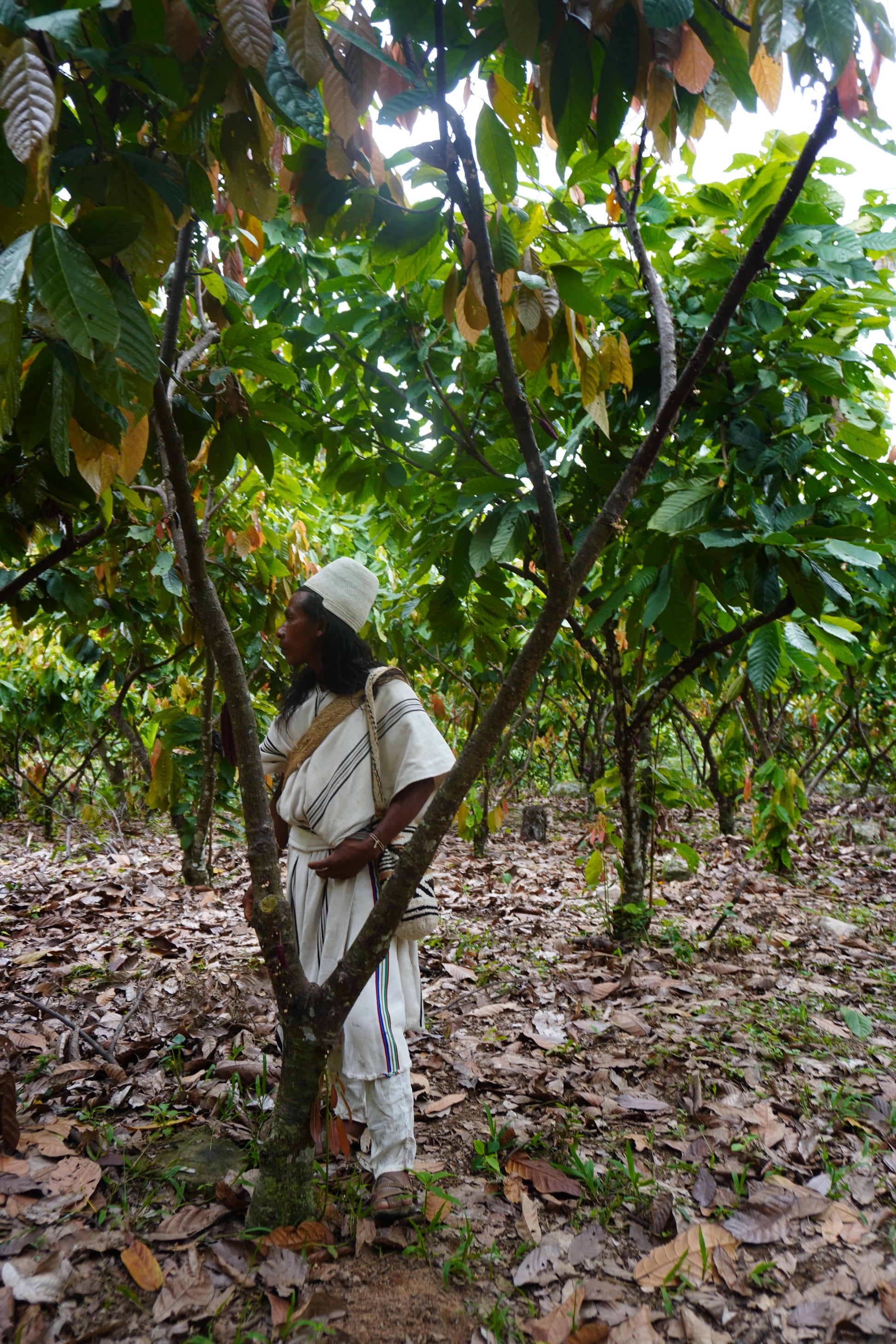 Arhuaco Ceremonial Cacao