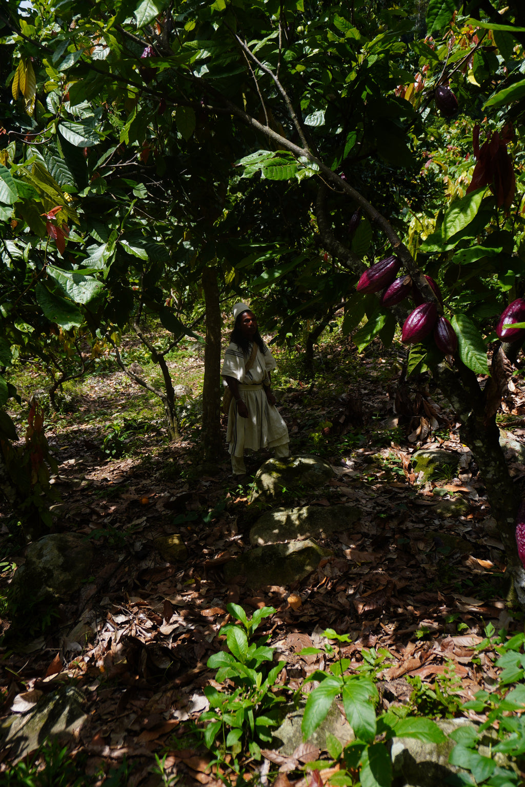 Arhuaco Ceremonial Cacao