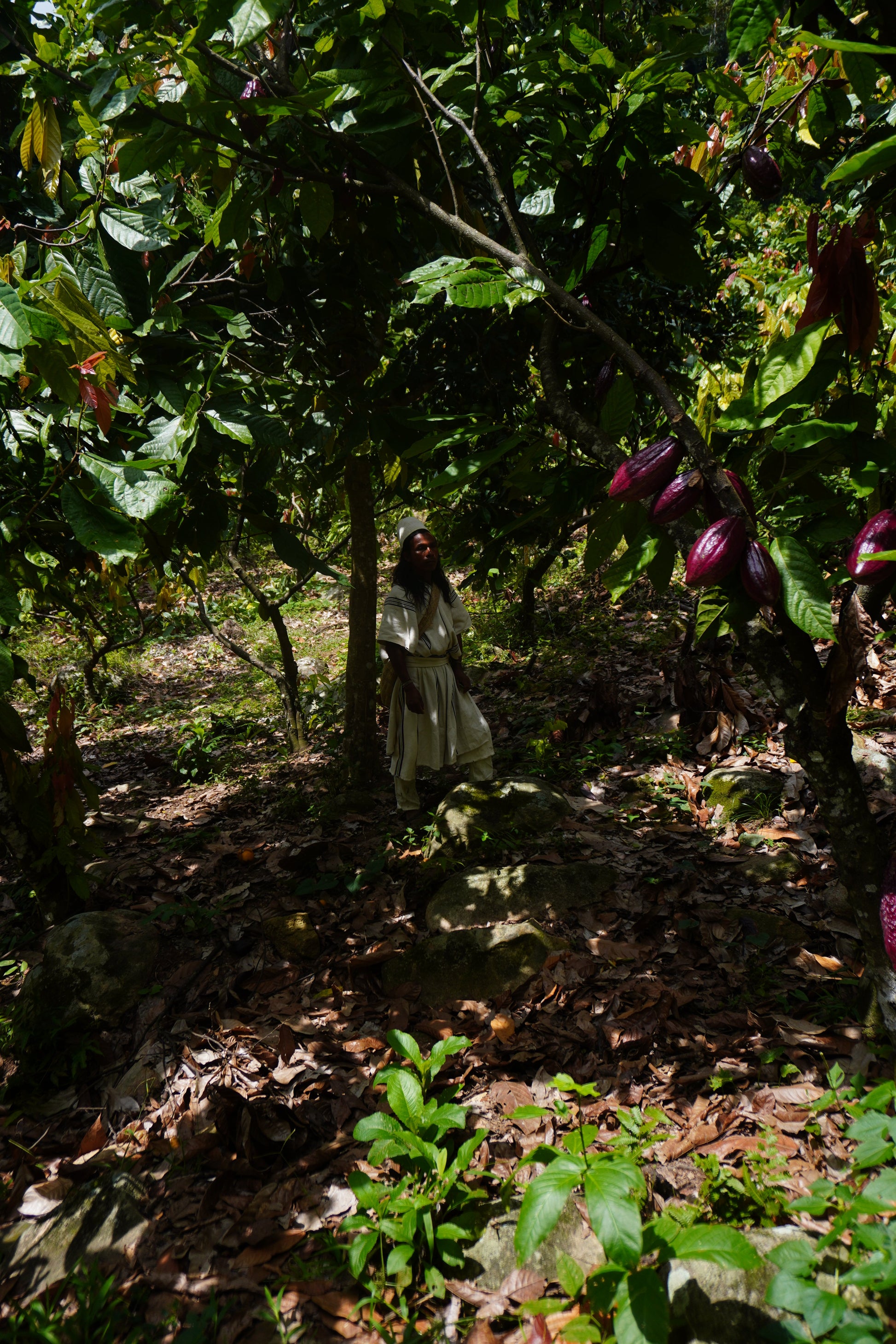 Arhuaco Ceremonial Cacao
