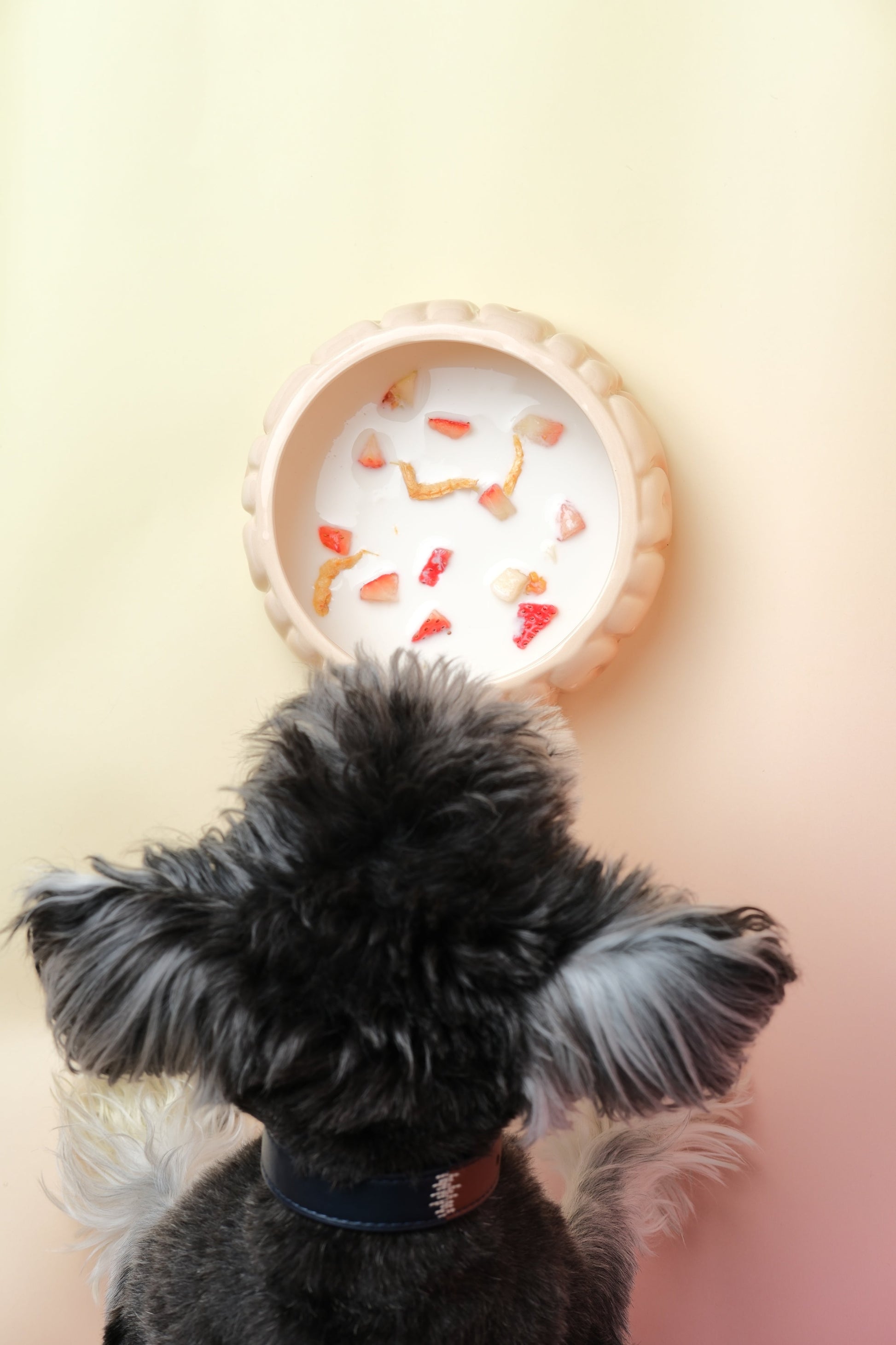 Gradient Caramel Pet Bowl for Dogs and Cats