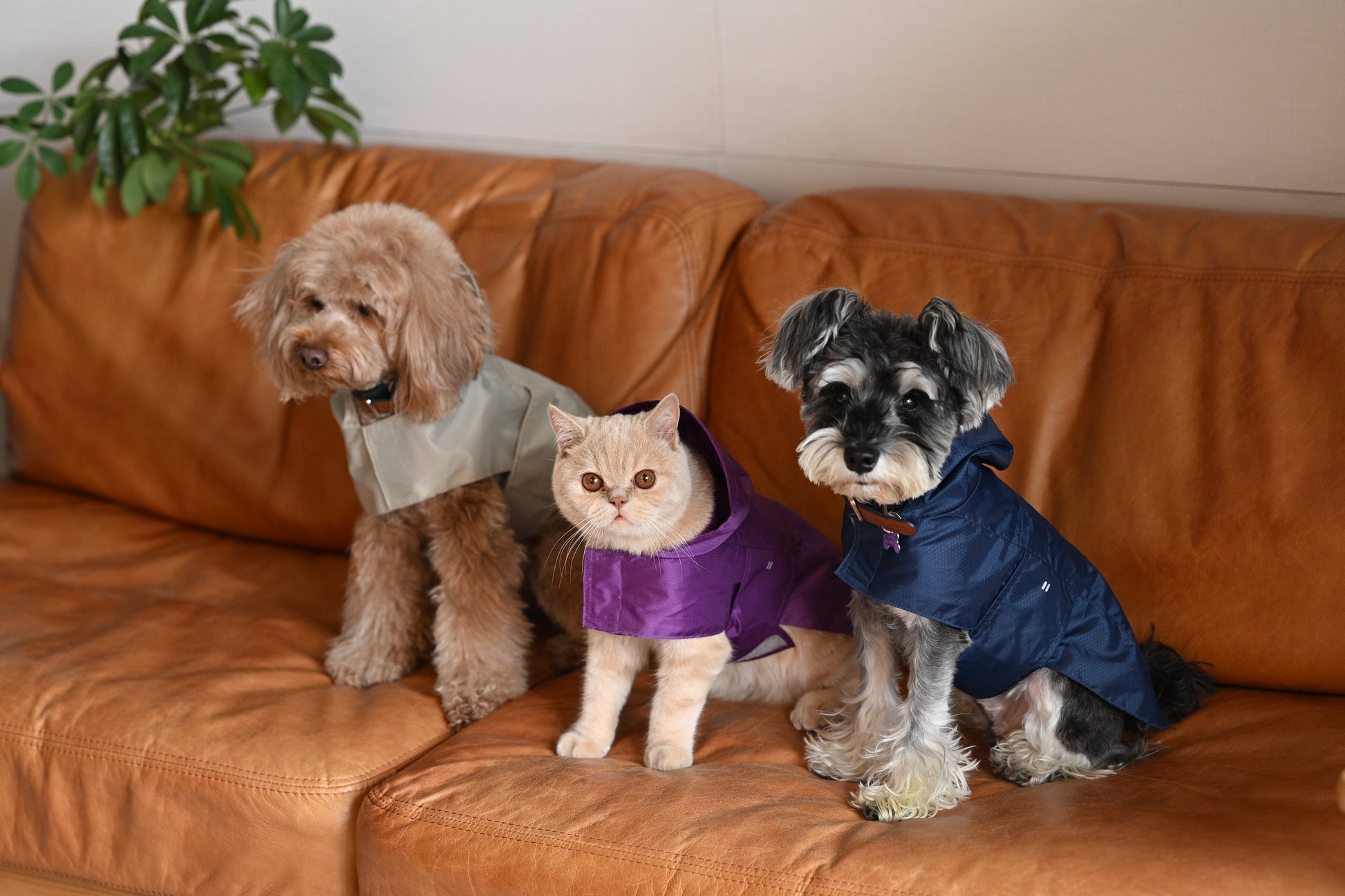 Purple Capsule Raincoat for Dogs and Cats