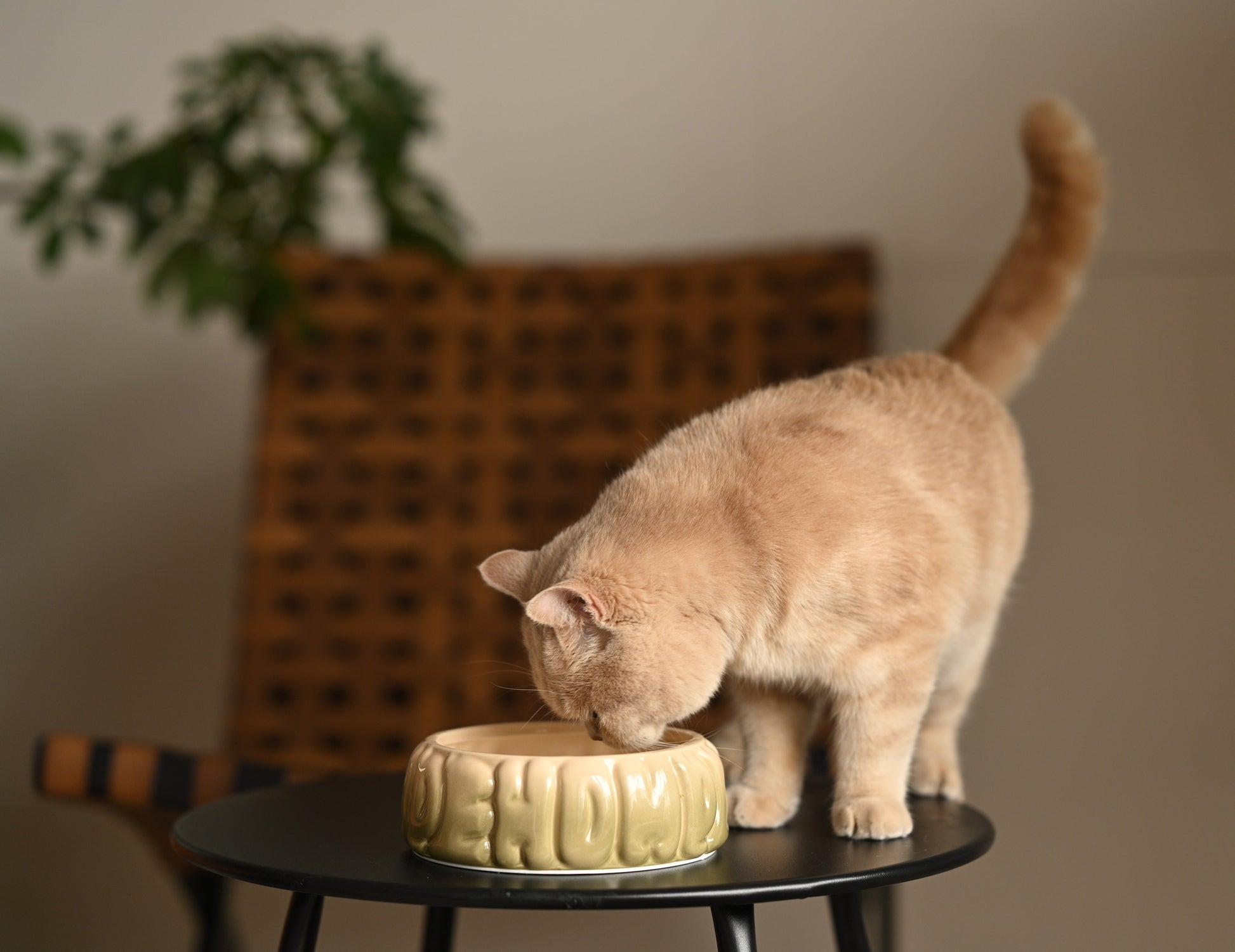 Puff Pet Bowl Gradient Olive