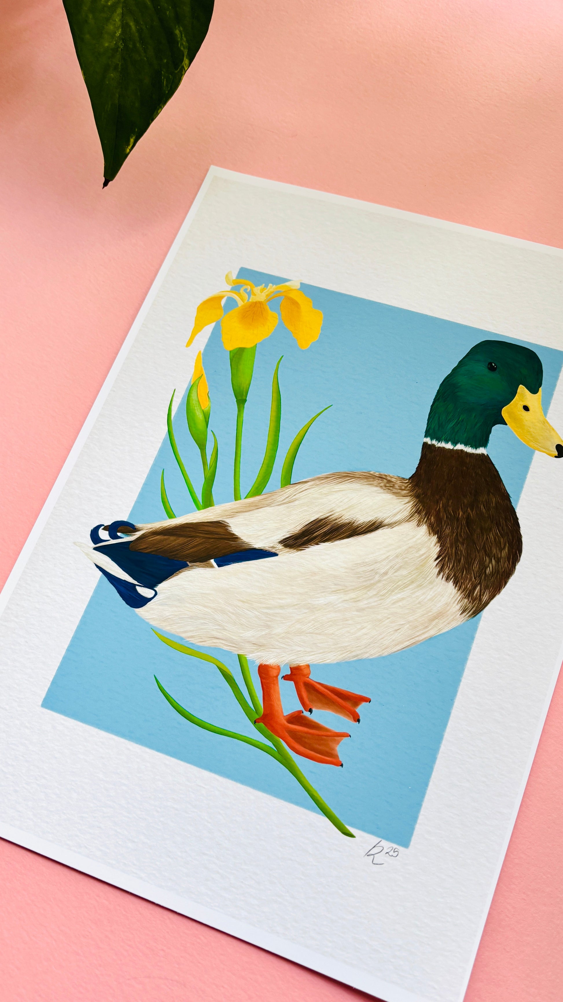 Mallard Duck Art Print- British Wildlife Illustration for Nature Lovers