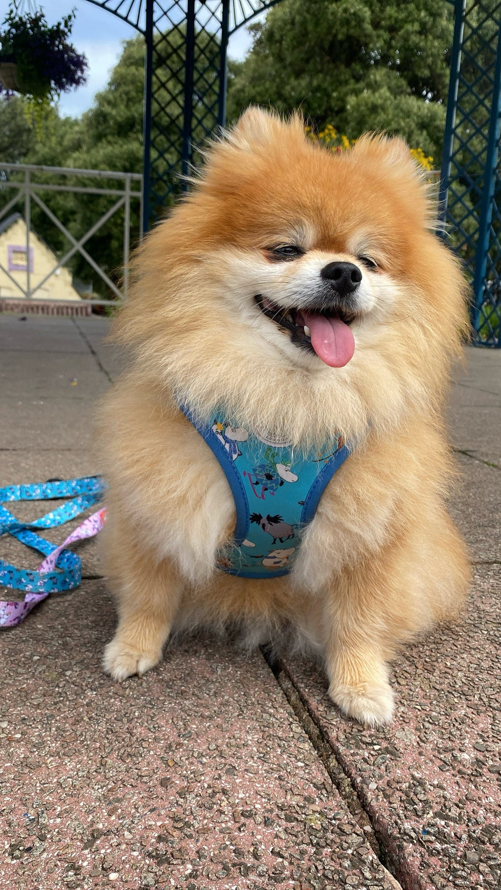 Moomins Blue Holiday Dogs Padded Harness by Soho Poms