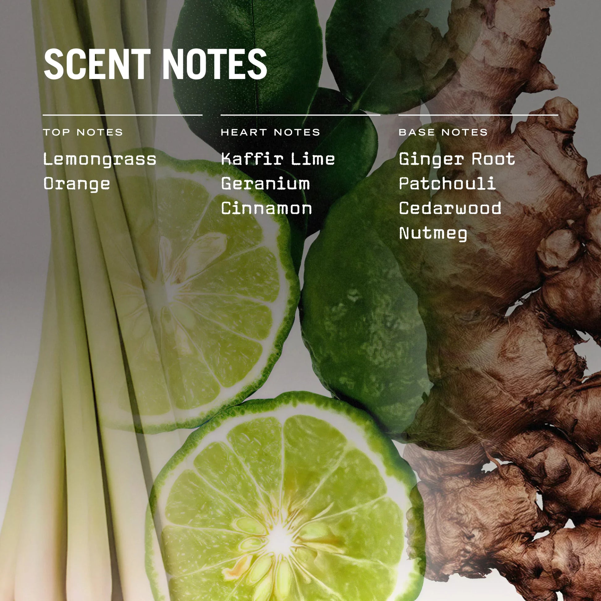 Eastern Garden 100ml Reed Diffuser