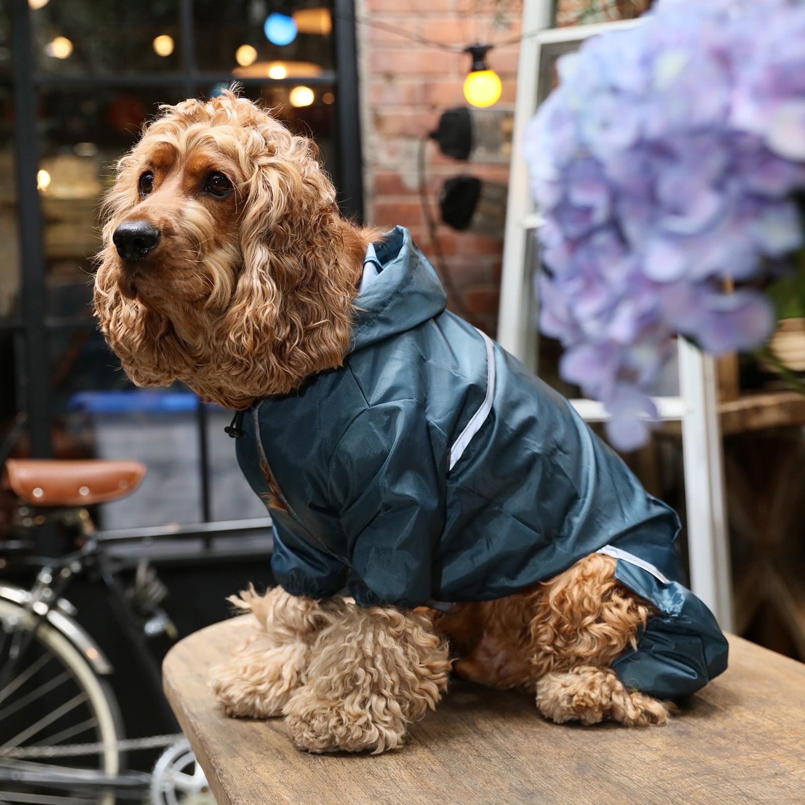 Ultralight Full Coverage Hooded Waterproof Dog Jacket in Blue
