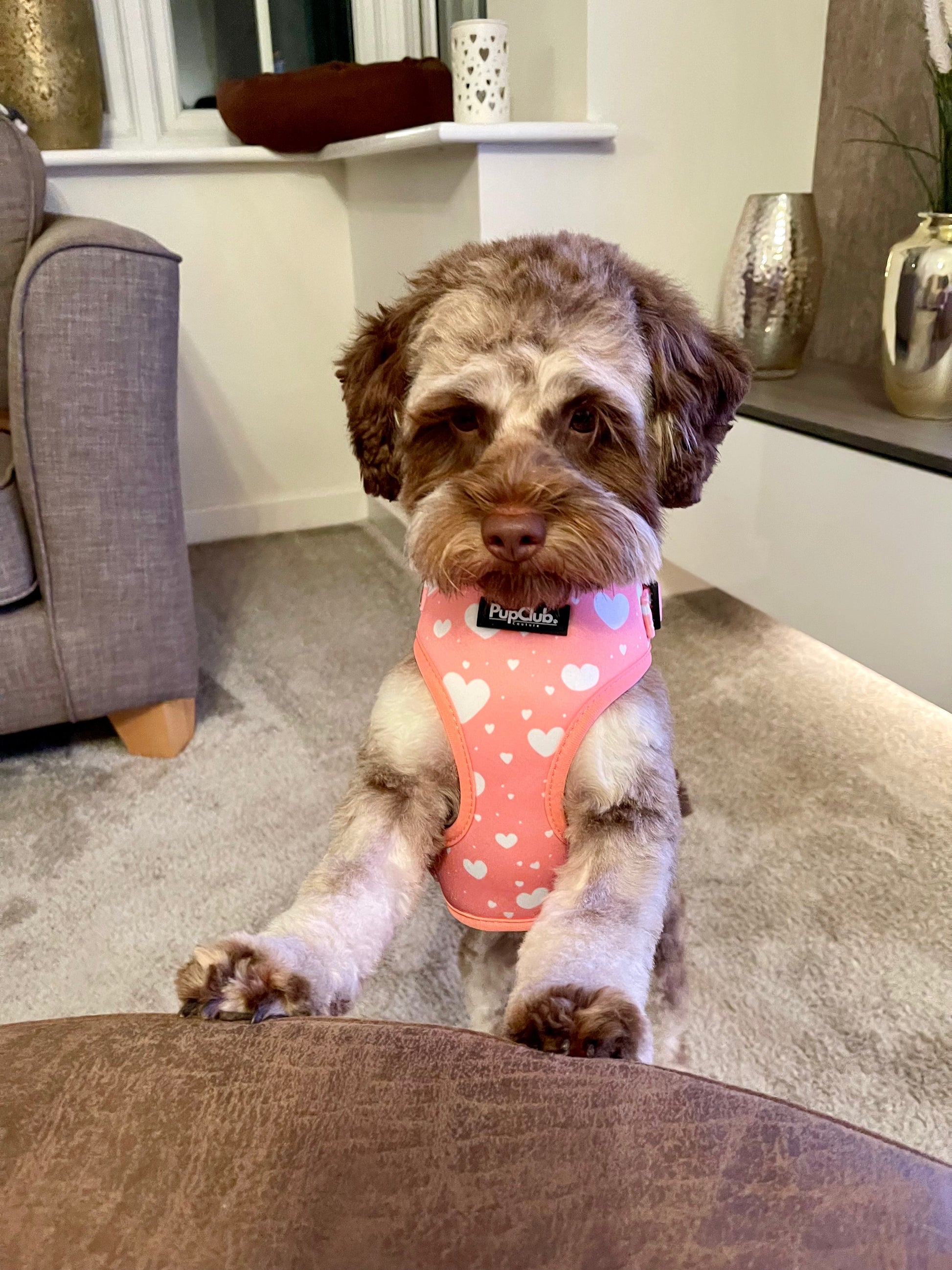 Adjustable Harness - Peachy Hearts