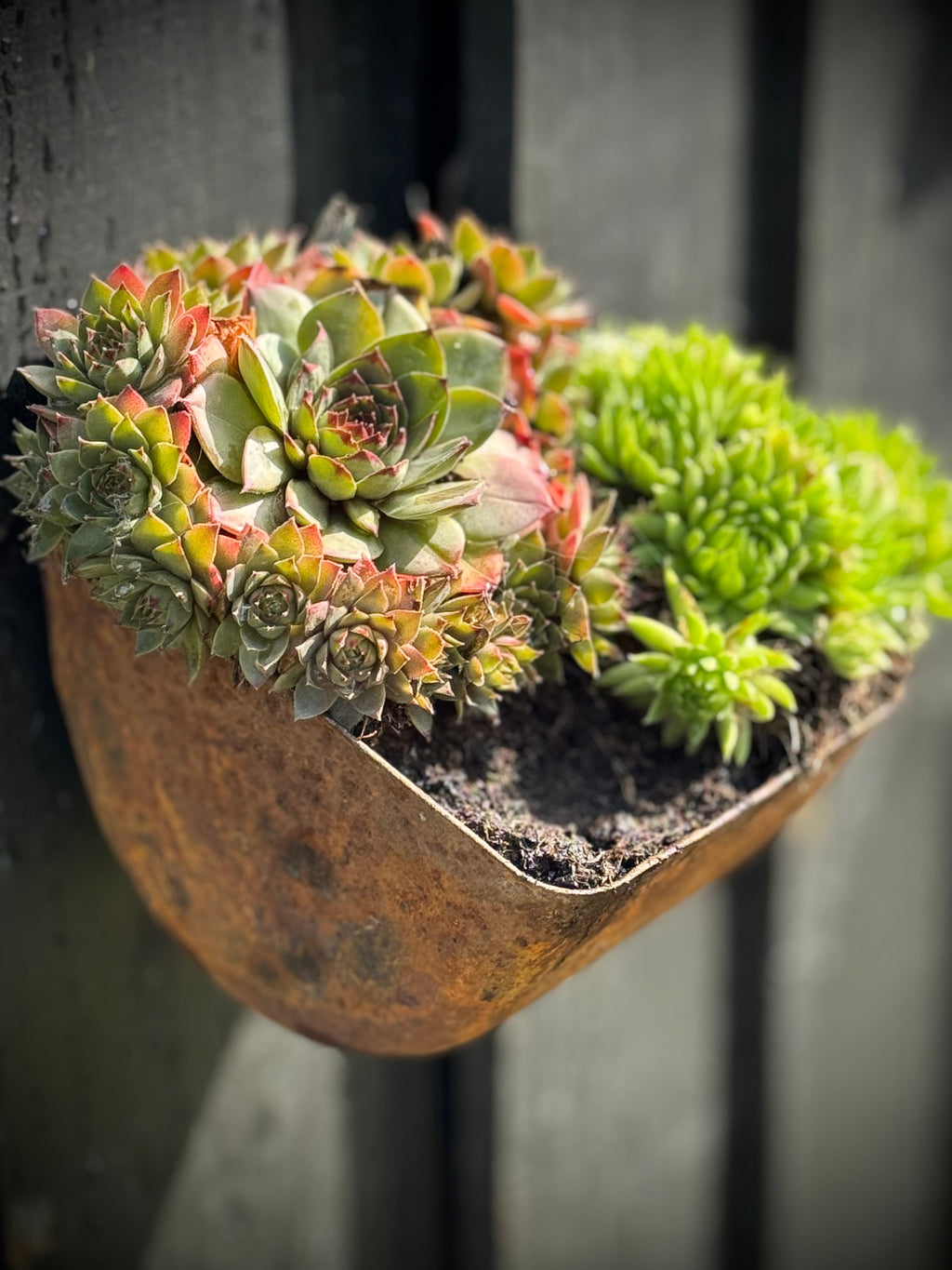Vintage Rusty Metal Wall Mounted Planter / Herb Planter Plant Pot Fence Display
