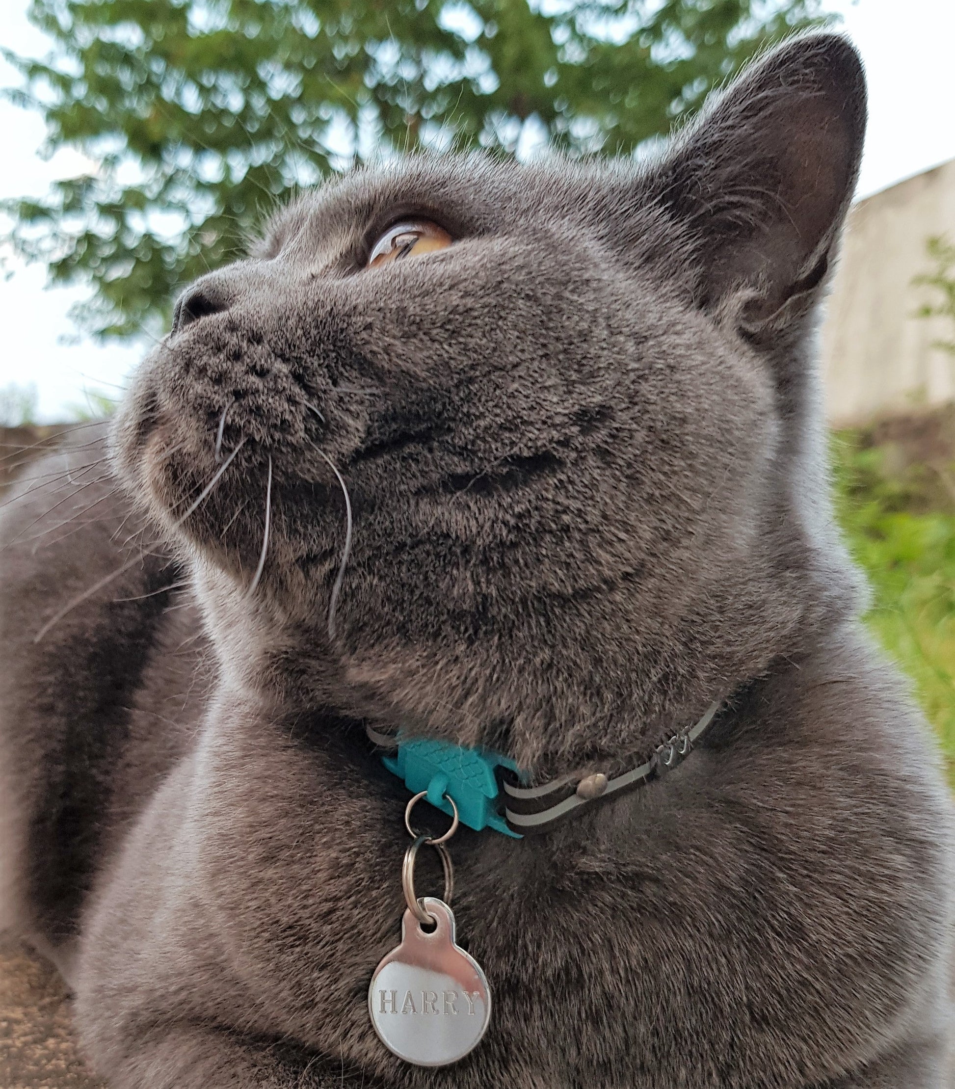 KITTYRAMA HAVANA CAT COLLAR - Quick Release, Breakaway, Hypoallergenic