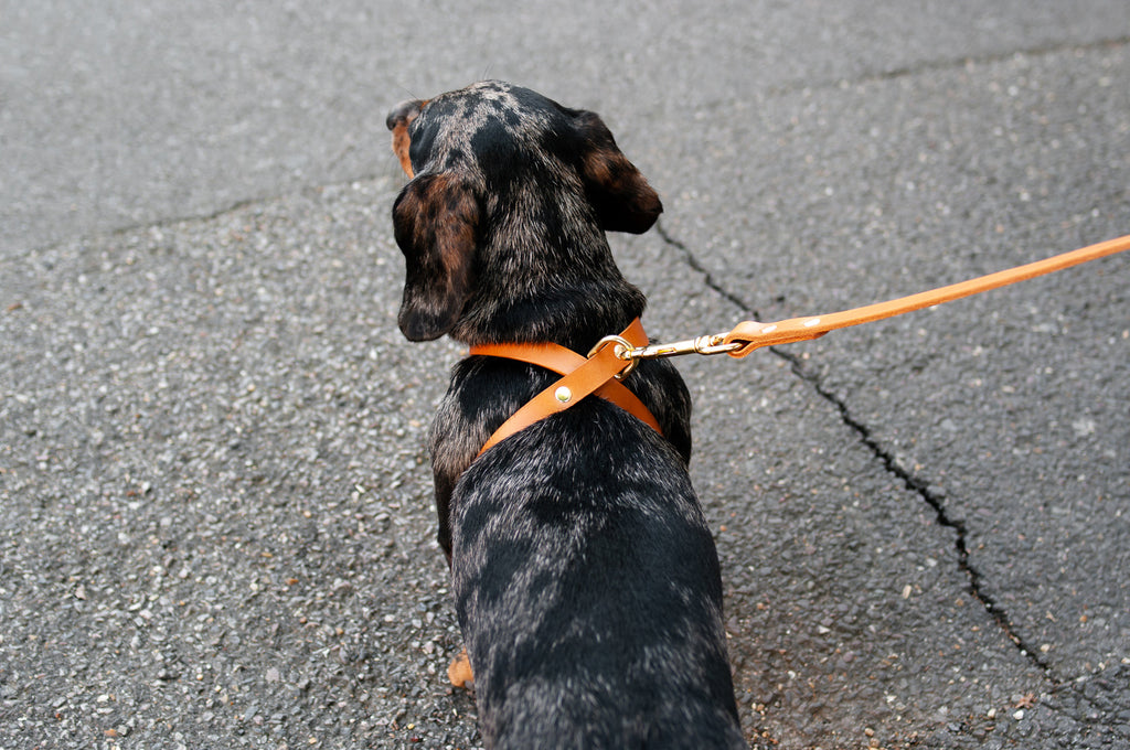 Cross Leather Dog Harness
