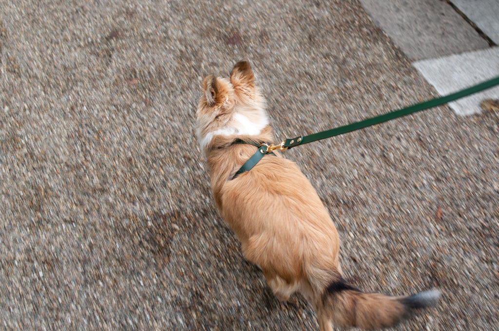 Cross Leather Dog Harness