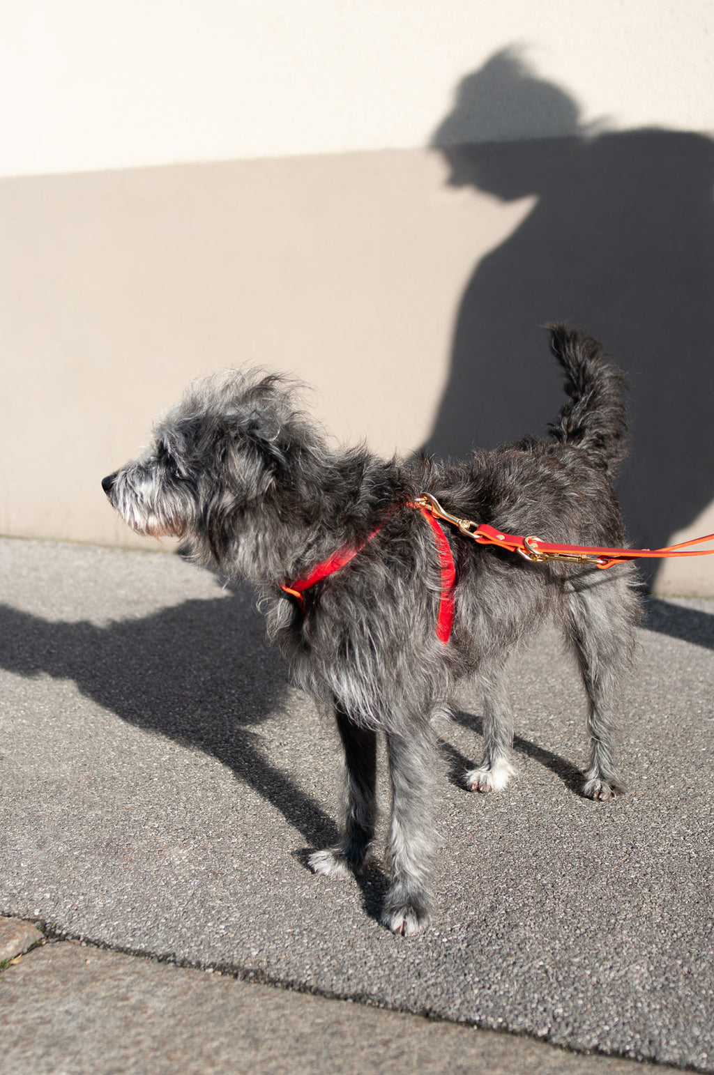 Cross Leather Dog Harness